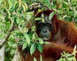 《Palmeolie i Orangutangernes land》中变传奇手游排行榜